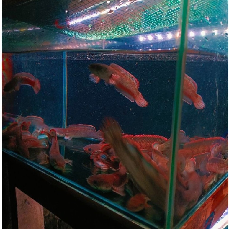 HIASAN AQUATIUM CHANA LIMBATA LERENG LAWU OMBYOKAN SIZE 10-18CM, DAPET 3 E