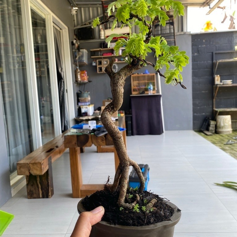 bonsai asem