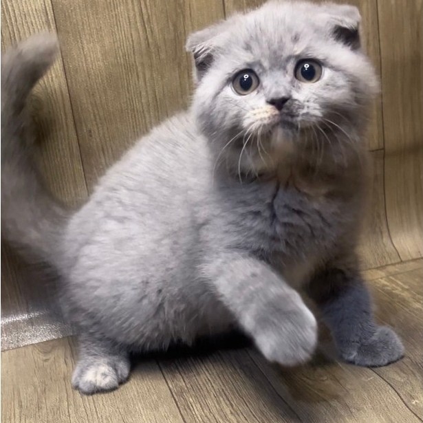 Kucing scottish fold x brittish shorthair
