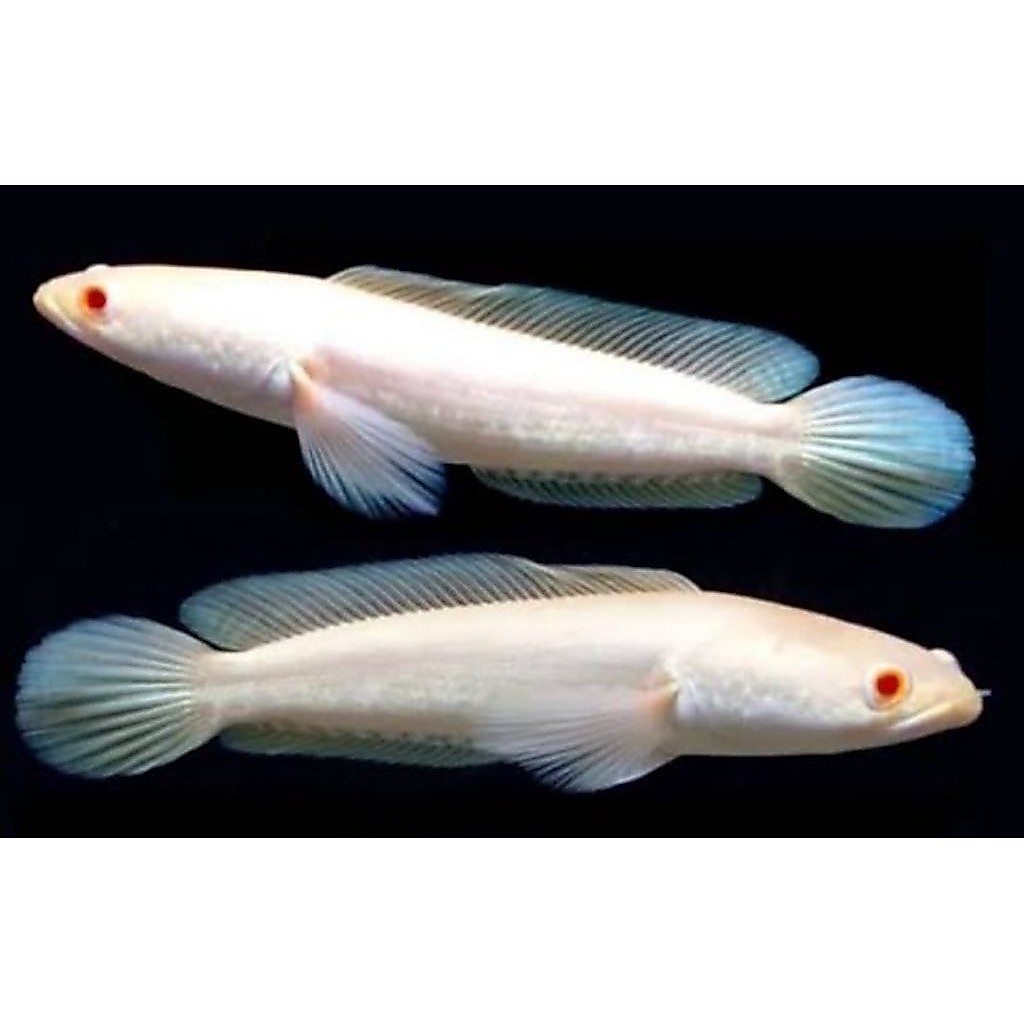 Striata Albino Mata Merah Channa Striata Albino Garansi 100% ses