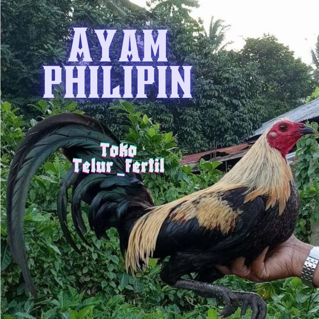 TELUR  AYAM PHILIPIN ORIGINAL UNTUK DITETASKAN