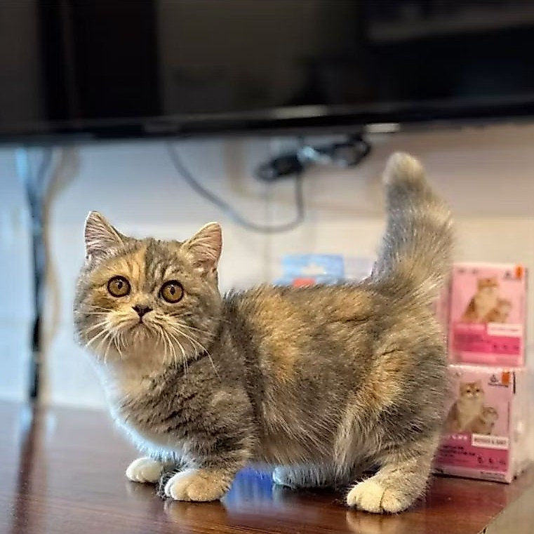 GRATIS ONGKIR Kucing Kitten BSH Munchkin Standard Kaki Pendek British Short Hair Blue Tortie Cebol K
