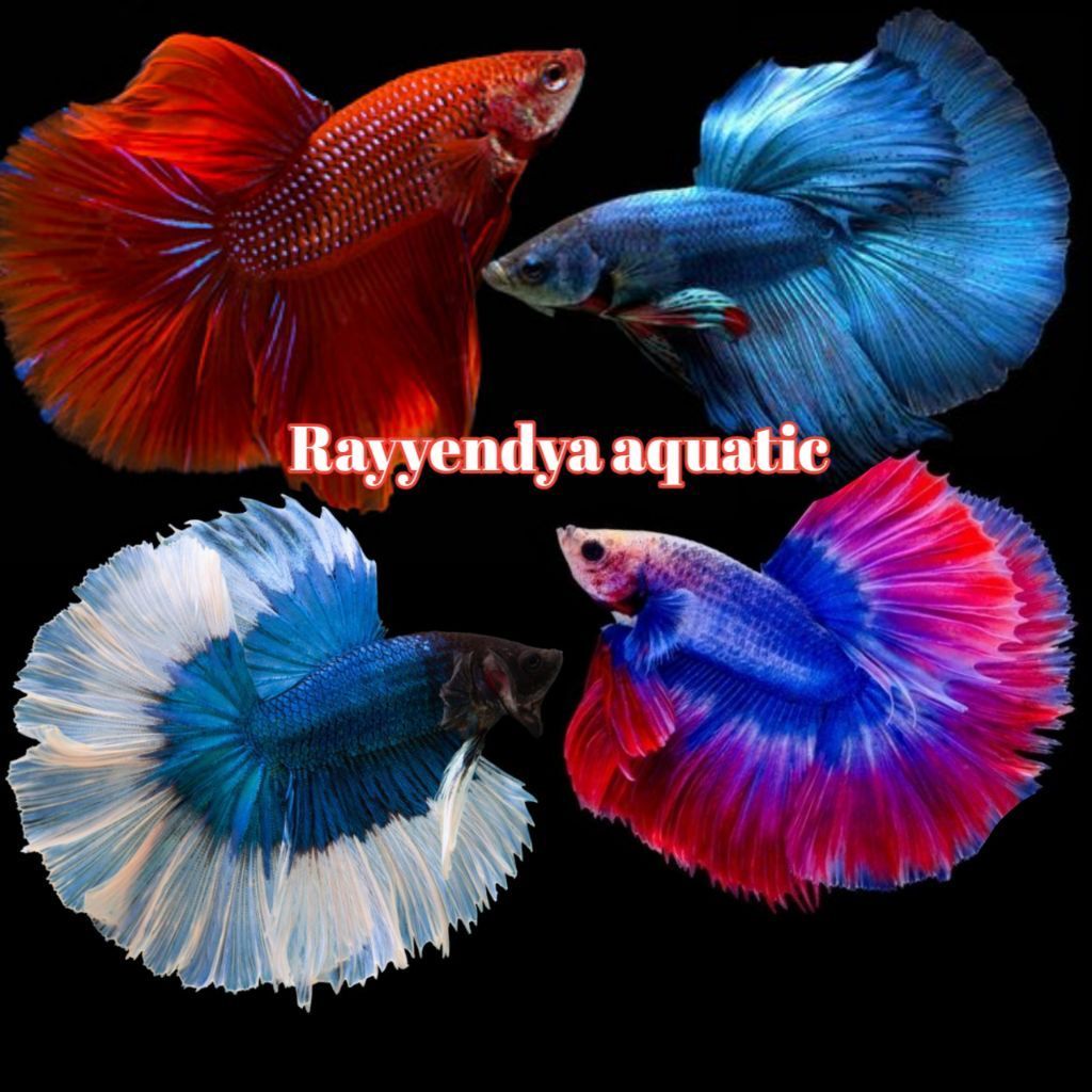 Cupang Halfmoon Rosetail Hiasan Aquarium Toples Ikan Hias Koleksi Ruang Tamu