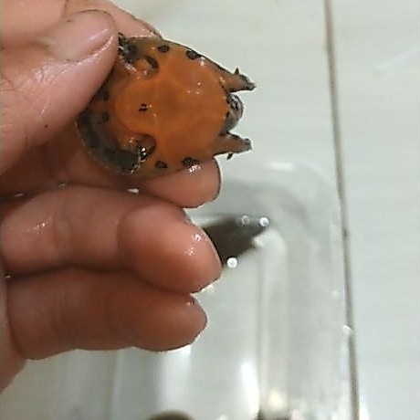 kura kura bulus/labi labi aktip
