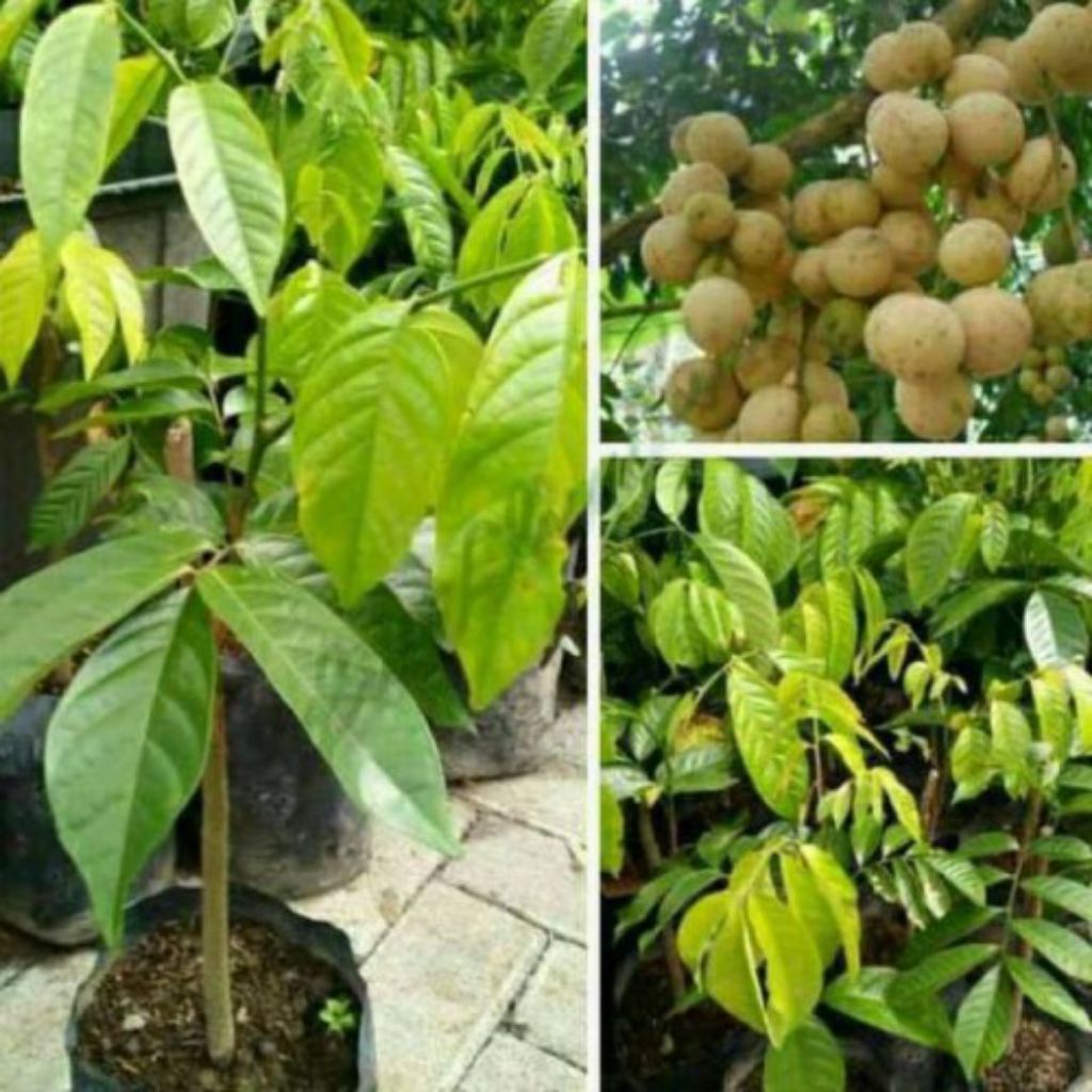 Bibit Langsat Tanpa Biji | Bibit Buah Langsat | Bibit Langsep Cepat Berbuah