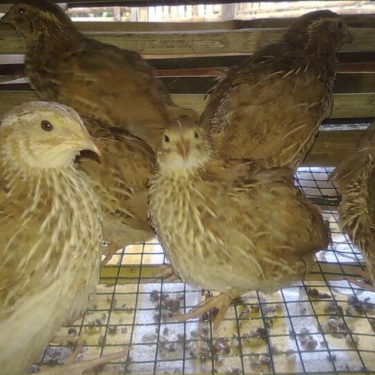 Burung Puyuh Remaja Betina