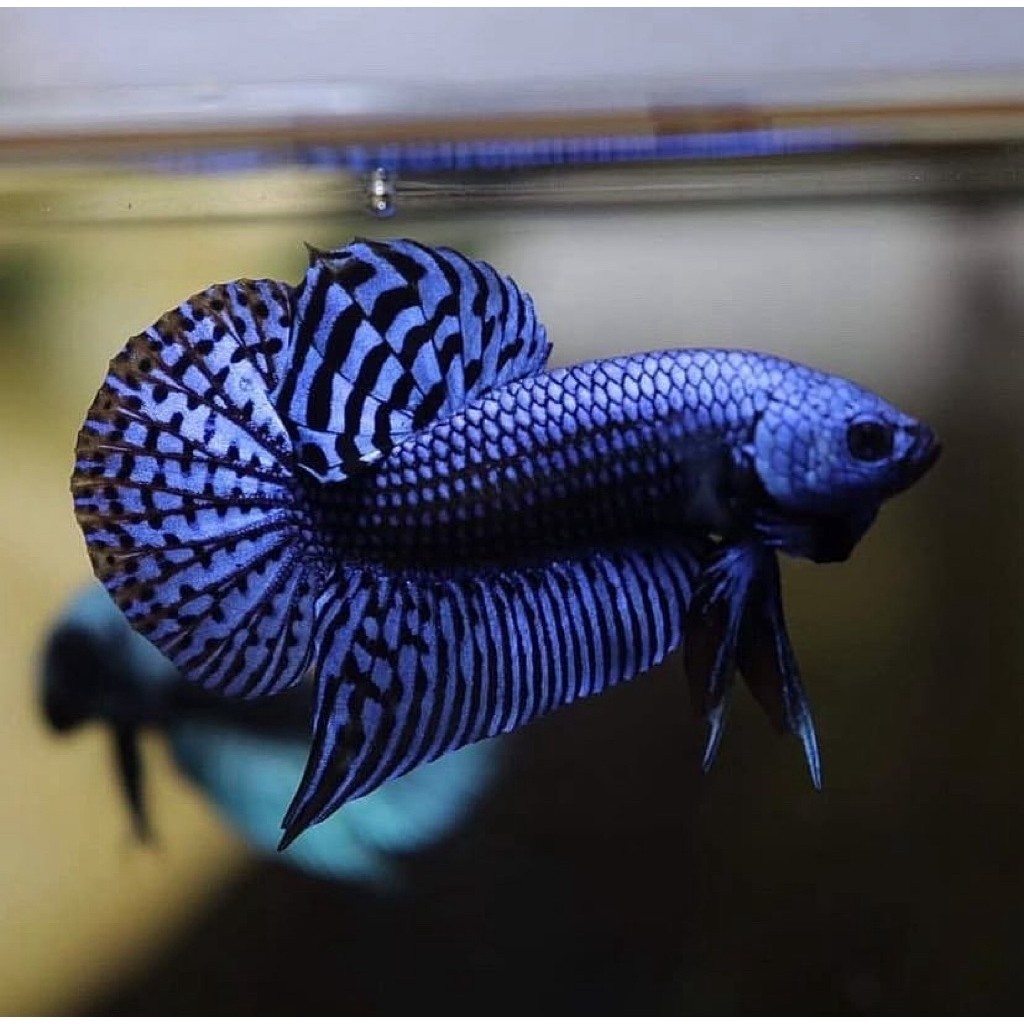 cupang alien blue corak bagus ikan paling istimewa
