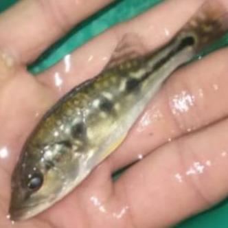 kebutuhan pbass orinoco pure pbas orinoco spot oreo