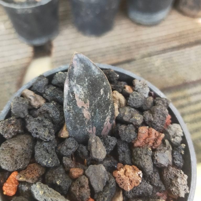 zamia black, zz raven black varigata satu daun pancing