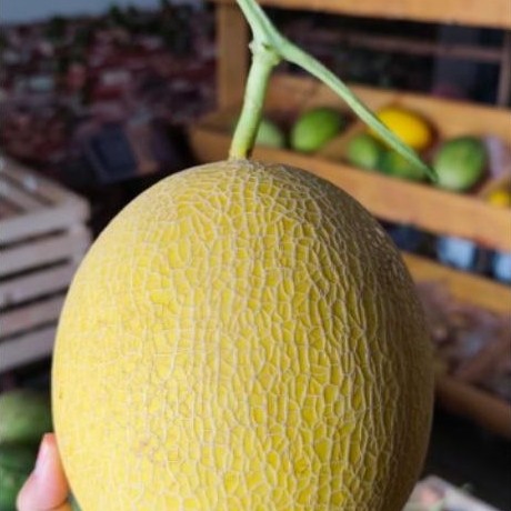 Melon Intanon Berat 1000-1200 Gram
