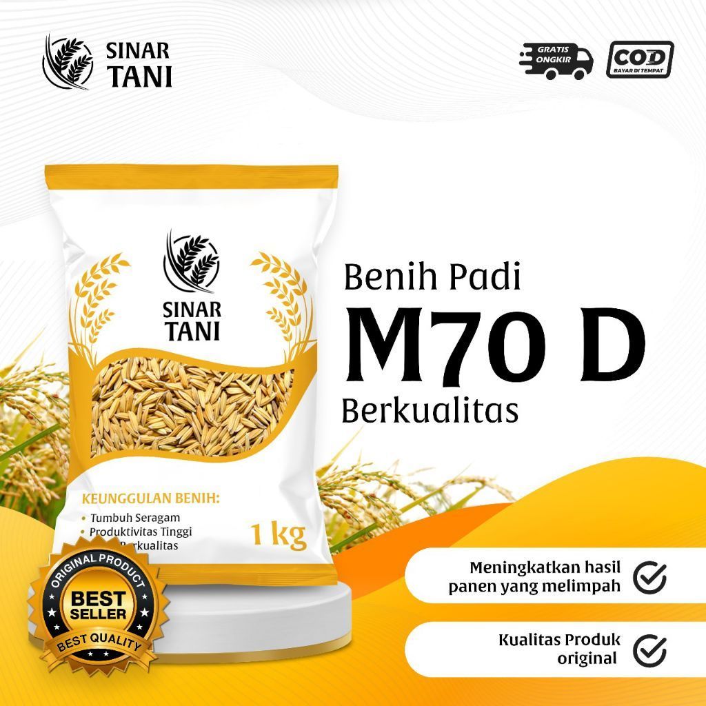 Benih padi bibit padi M70 D super genjah kualitas original