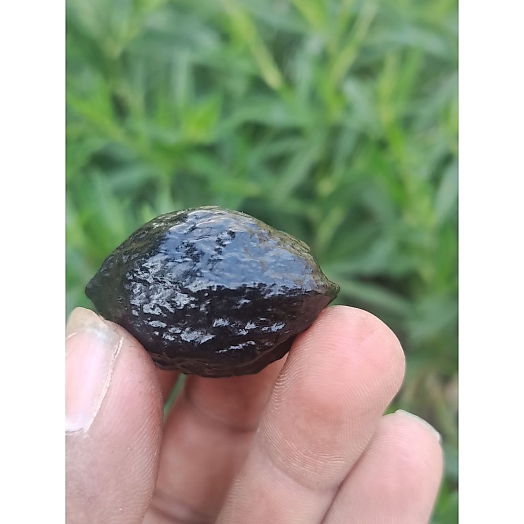 MUNCANG KEMIRI ADU_JAYANTI SI LIMIT