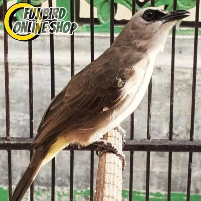BURUNG TRUCUKAN KEBO JATIM RAWATAN MAKAN VOR