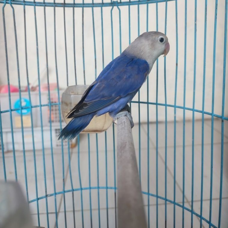 Lovebird violet jantan dewasa