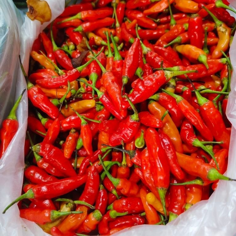 cabe caplak