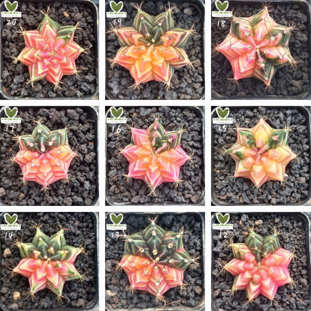 KZK Kaktus Gymnocalycium Miha Var Hibrid Menor Pink Salem Orange