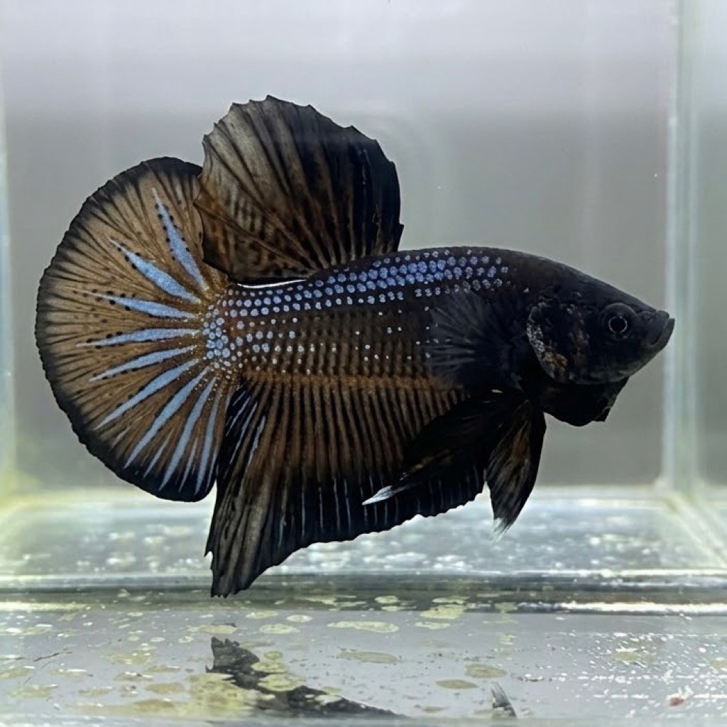 (REAL PIC) VIP HMPK SUPER BLACK CUPANG JANTAN