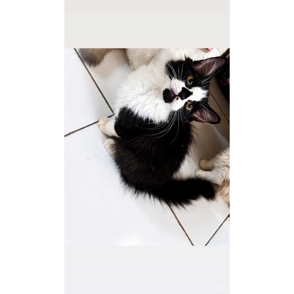 kitten persia flatnose mix mc jantan