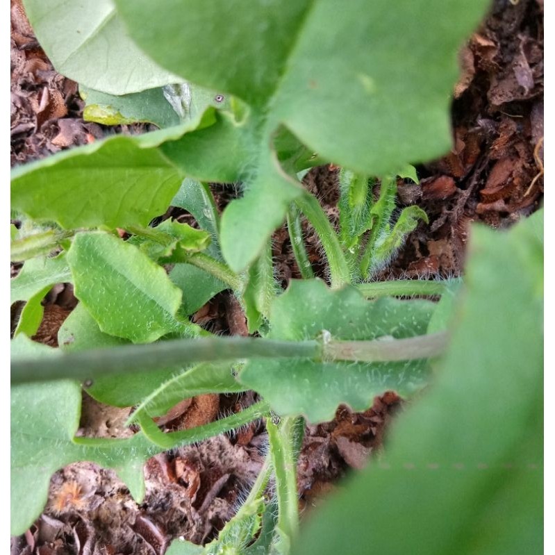 daun tanaman daun jonghe obat herbal 200g
