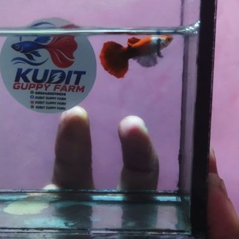 PRTDE KOI