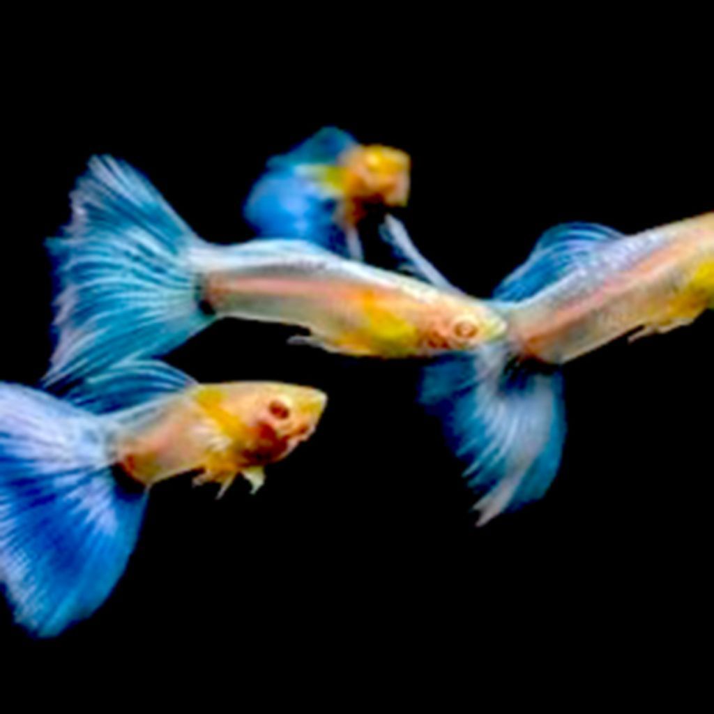 Hiasan aquarium Guppy Blue Topaz