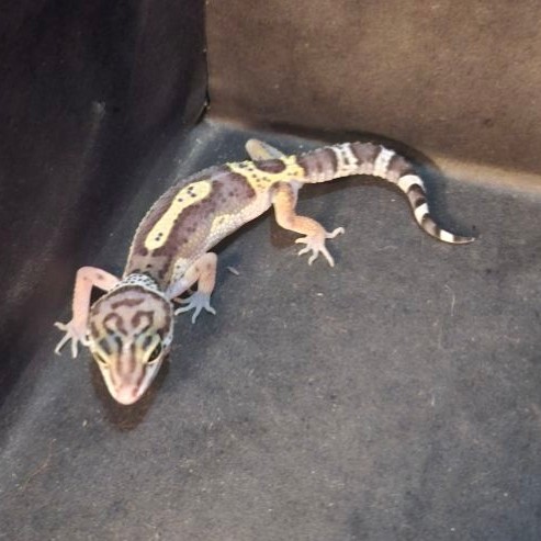 Leopard Gecko Female - Black Night ph Tremper - Usia Juve Betina Sehat Mulus HG111