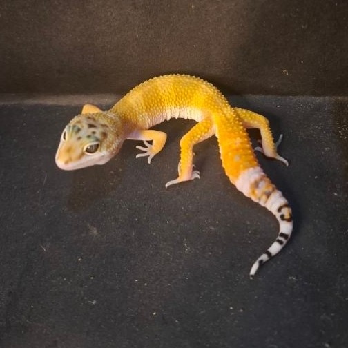 Leopard Gecko Male - SHTCT Black Night Cross het Tremper - Usia Juve Jantan Sehat Mulus HG115