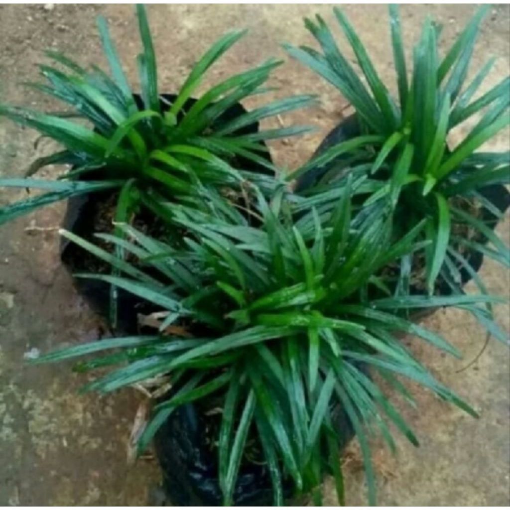 kucai mini pengganti rumput