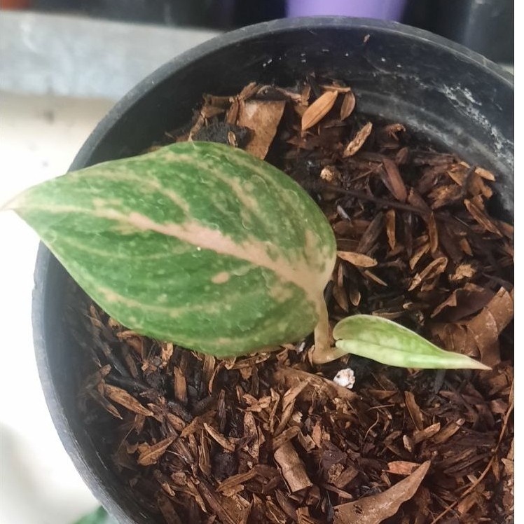 Aglonema Koleksi JT.3000
