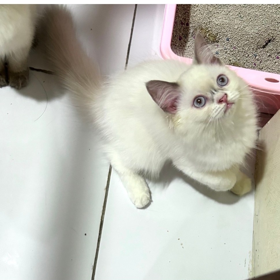 kitten ragdoll betina