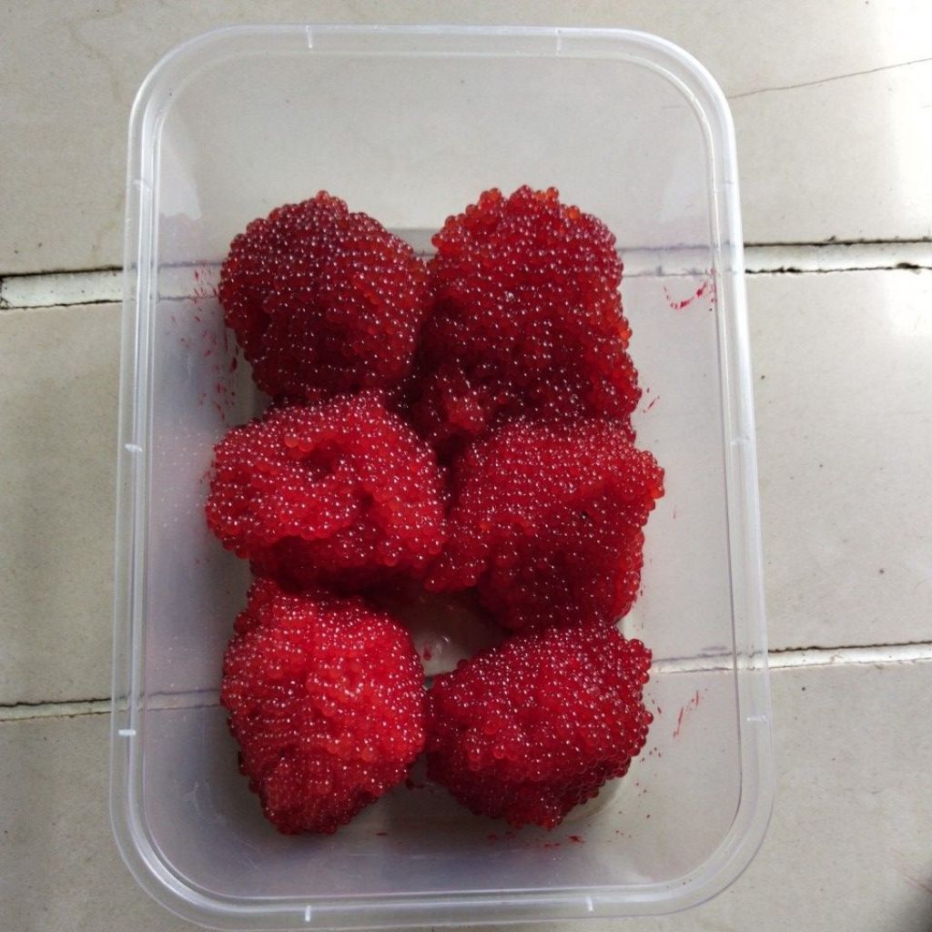 telur ikan sapu sapu jeli Esen merah