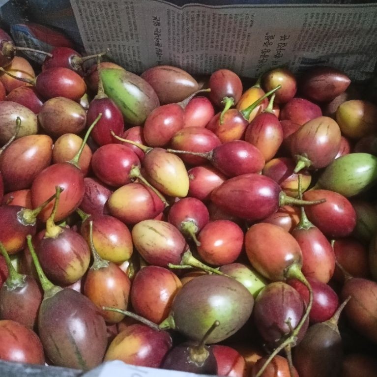 terong Belanda full jumbo
