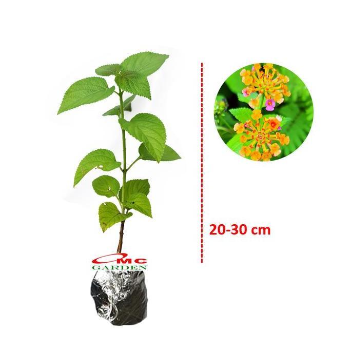 Promo Lantana Camara Tembelekan Orange Pink Bibit Pohon Berakar Bonsai 2030 Diskon
