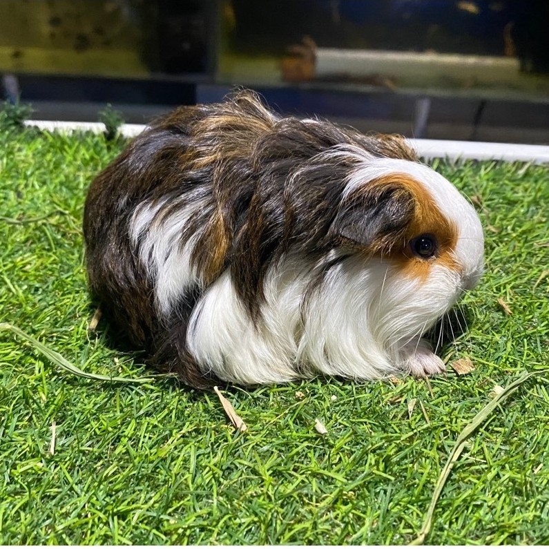 guinea pig silky dan guinea pig coronet