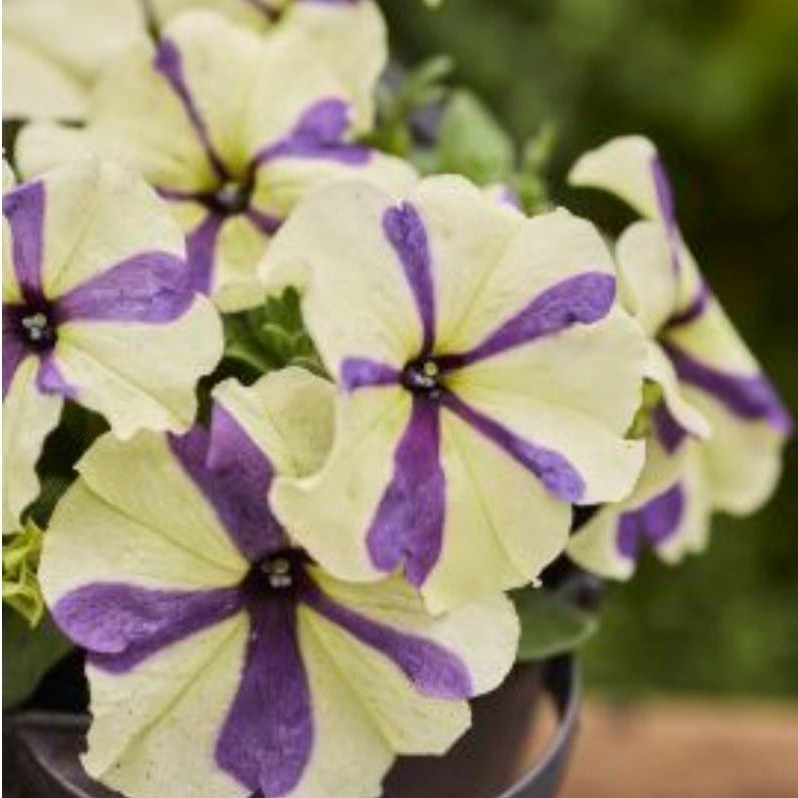 Benih Petunia Shake Grapeberry F1