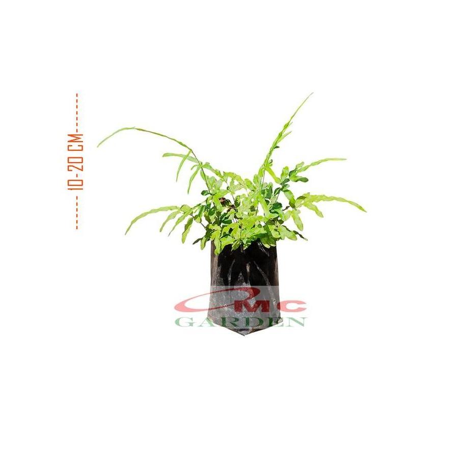 Promo Tanaman Hias Pakis Pacis  Bintang Biru Phlebodium Aureum Mandaianum Diskon
