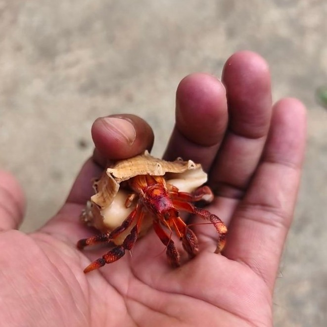 Mainan Anak Kelomang perlatus Darat Ukuran m