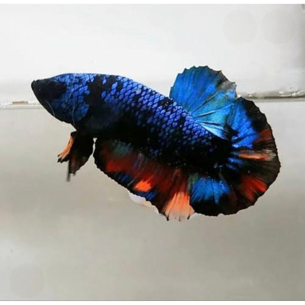 Ikan Cupang Avatar Gordon,Cover Nemo Premium dengan Mutasi Warna Menawan