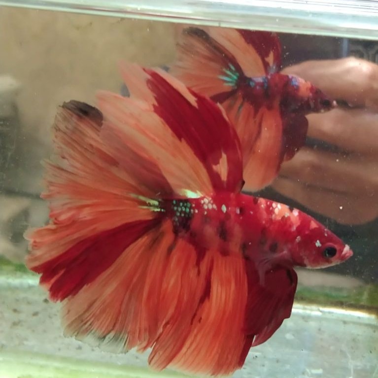 ikan cupang hias aquarium HM multi Size L