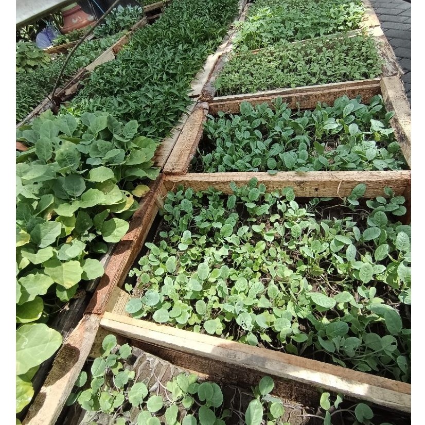 Bibit cabai kebun ardinsfarm
