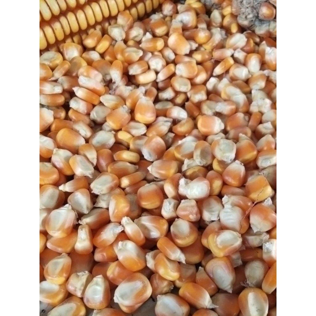 Jagung pipil / jagung kering jagung kering Jagung Pipil Kering Bersih 1KG
