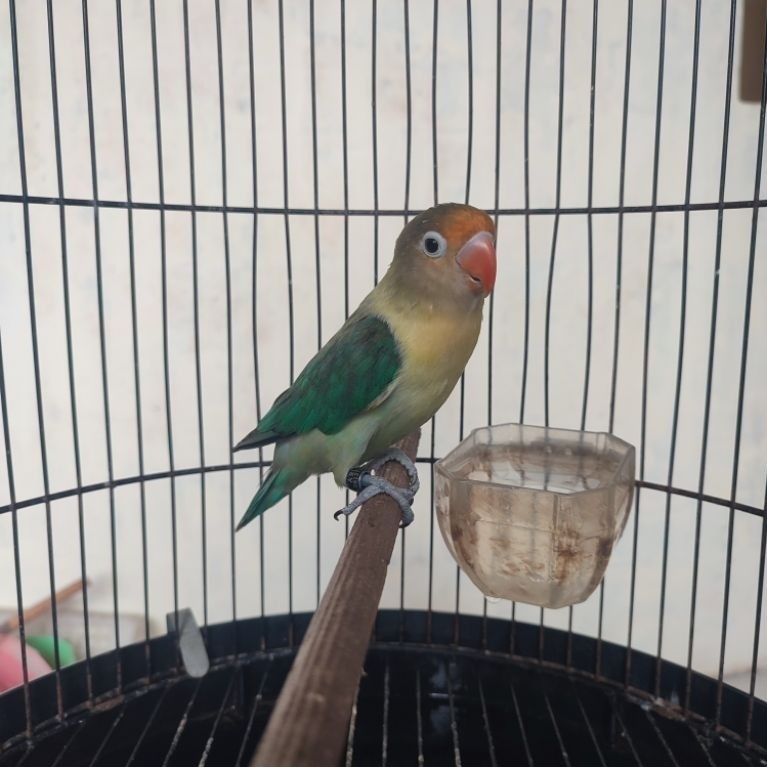 Lovebird PB turquoise jantan mapan