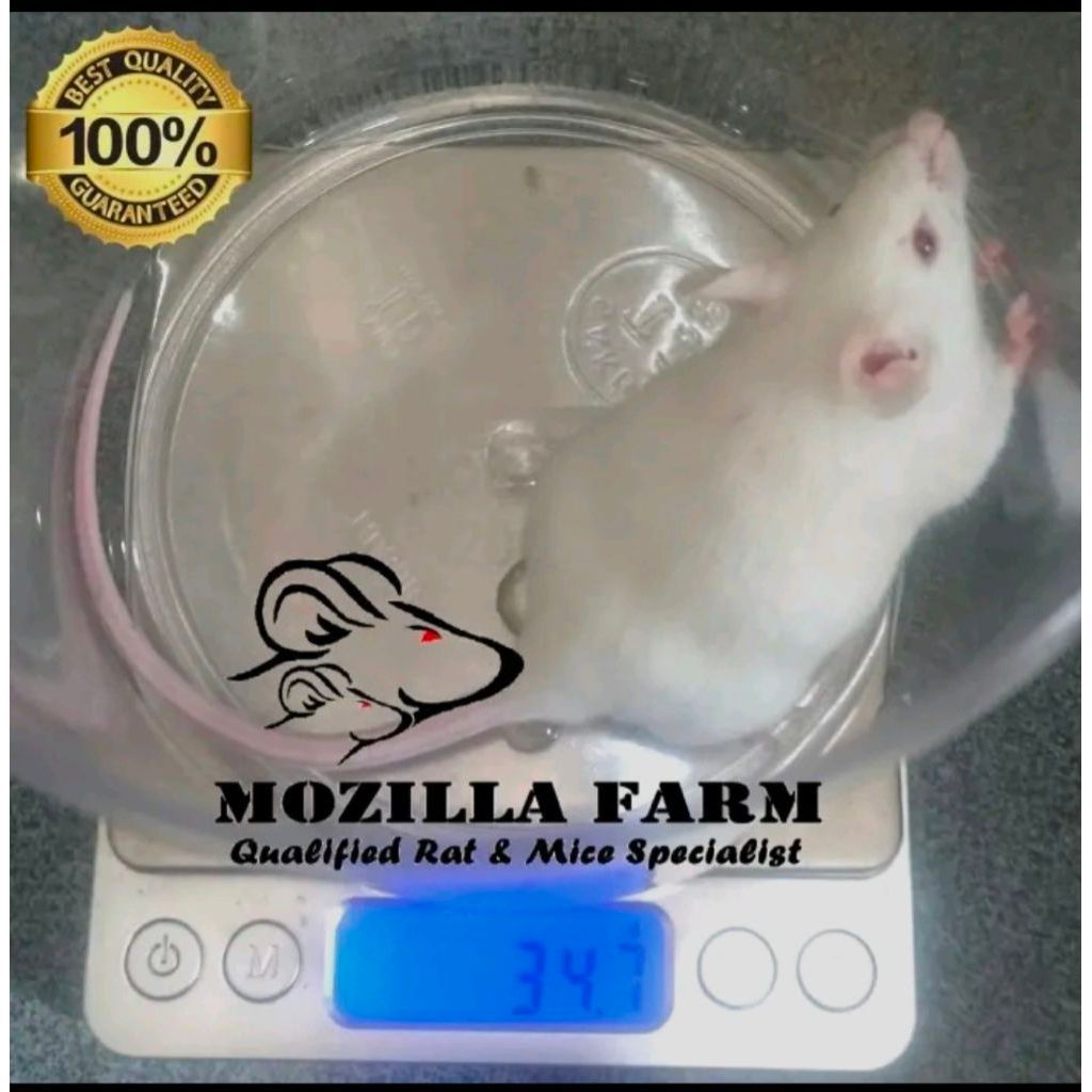 Tikus Putih Mencit Praktikum ( 25-35 Gram )
