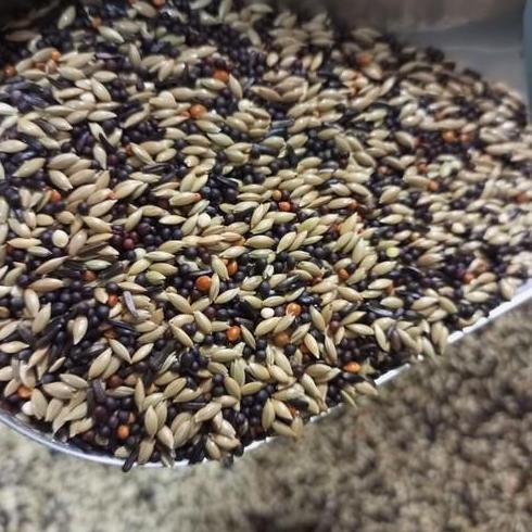 Pakan kenari campur kiloan 1KG
