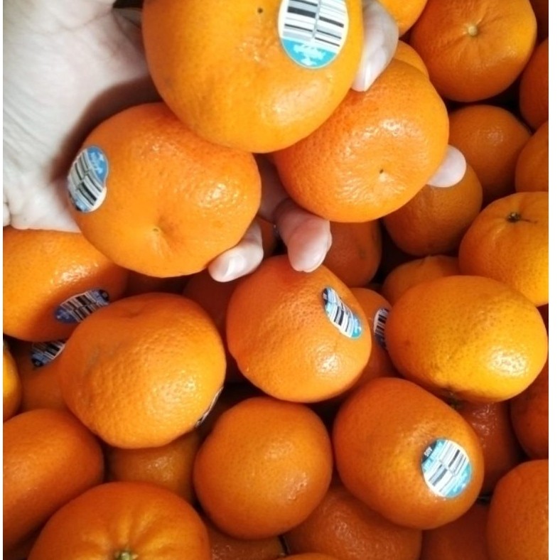 JERUK AFOURER MANDARIN
