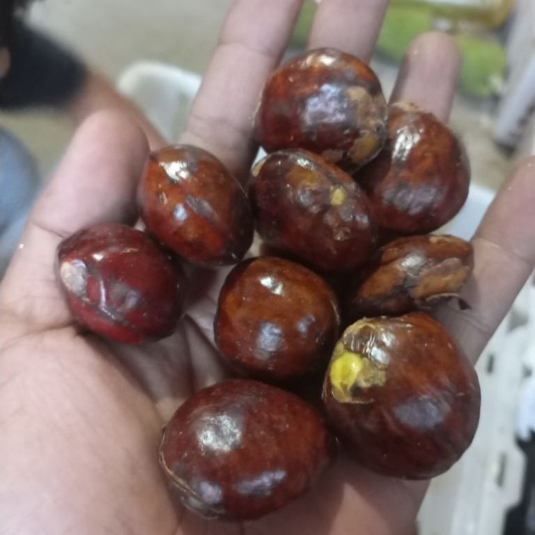 Jengkol 1 kg