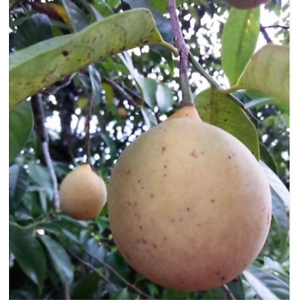 buah pala segar