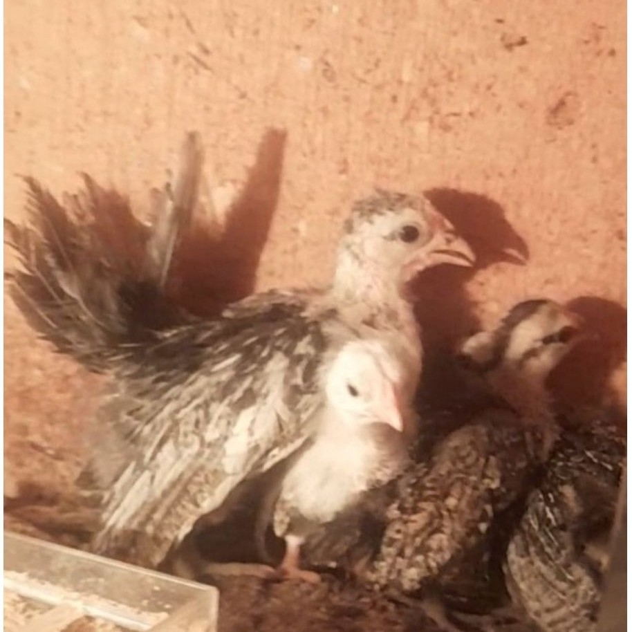 AYAM KATE KAKI PENDEK CEPER ANAKAN "ayam sesuai foto"