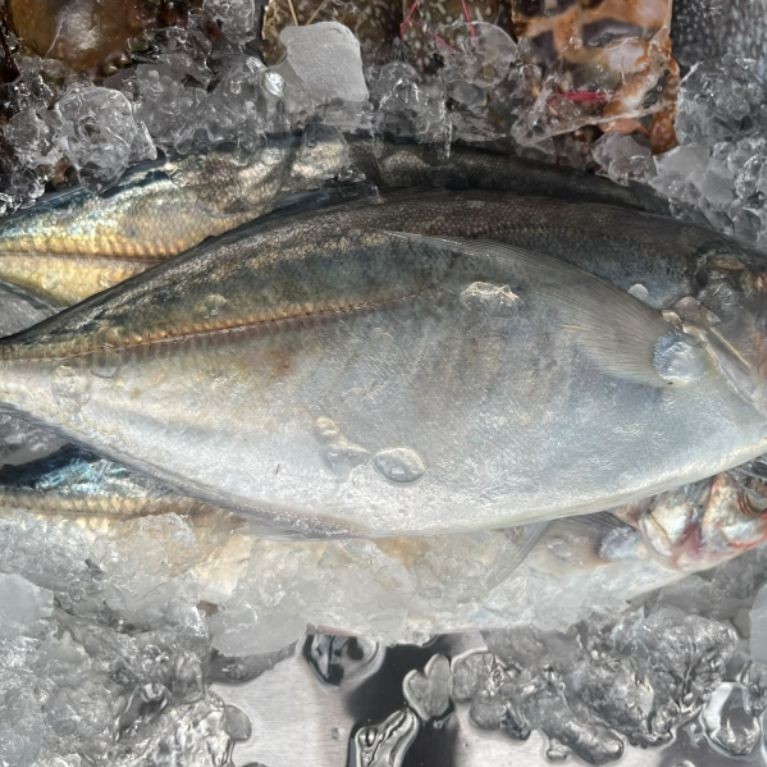 Ikan Kuwe Gepeng / Lilin Fresh Seafood
