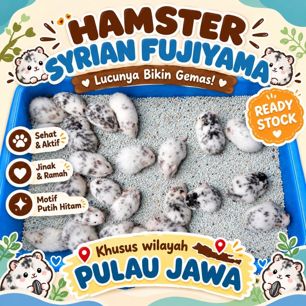 Hamster Syrian Fujiyama Putih Hitam Lucunya Bikin Gemas Sehat Aktif Jinak Ramah